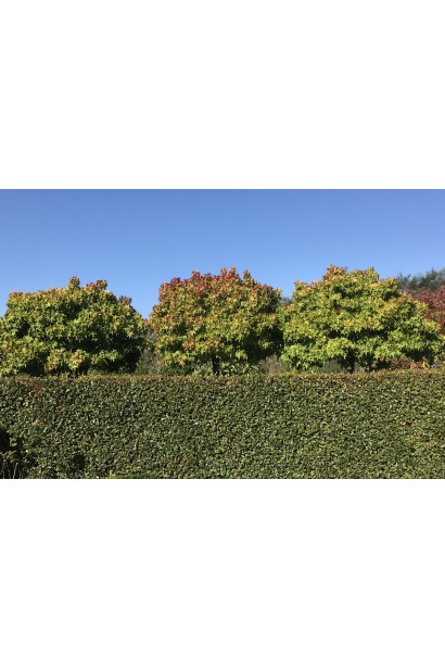 Ліквідамбр смолоносний восени, дерева в ряду демонструють різноманітні відтінки листя.